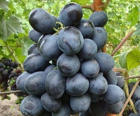 The use of grapes of the Zagorulko variety