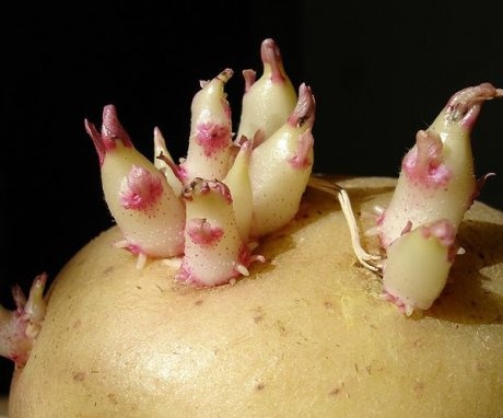 Šíření brambor
