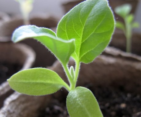 Sowing eggplants for seedlings