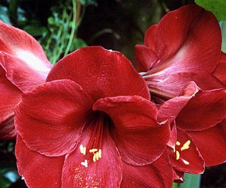 The difference between amaryllis and hippeastrum