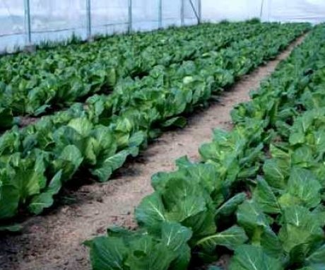 Growing cabbage in greenhouses