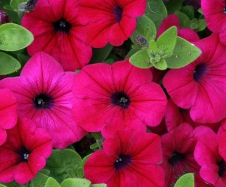 Secrets of abundant growth and flowering of petunias