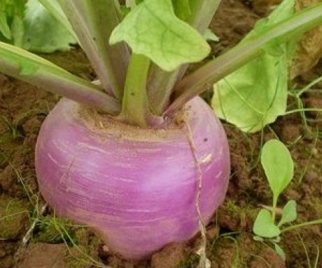 How to care for turnips in the garden?