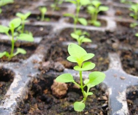 Growing with seedlings