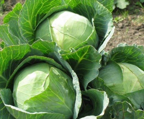 How to pick cabbage correctly