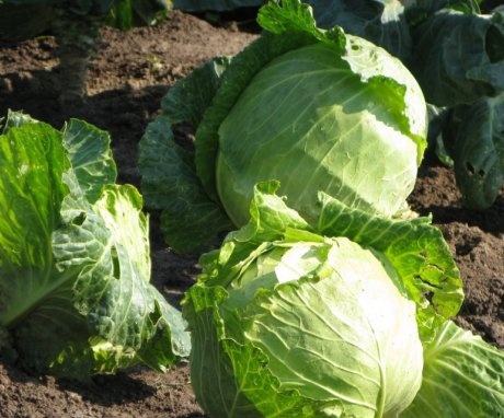 Storing cabbage in the ground