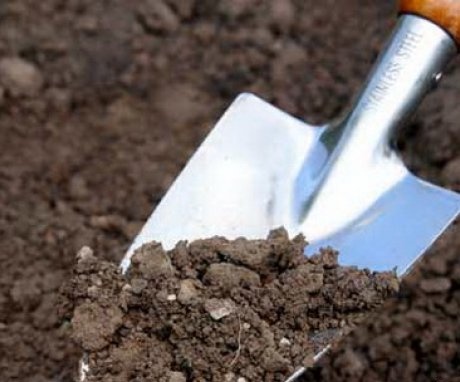 Preparing the soil for salad