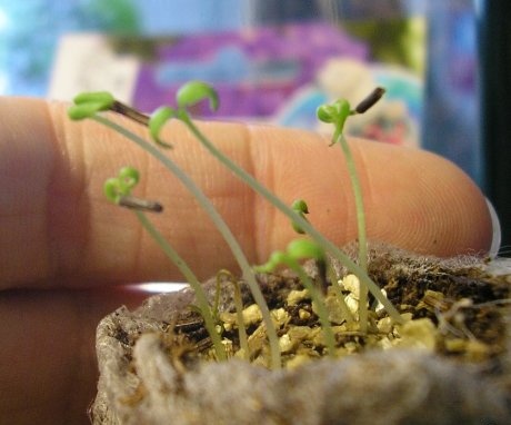 Crescând din semințe