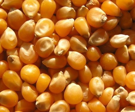Uzgoj kukuruza iz sjemena