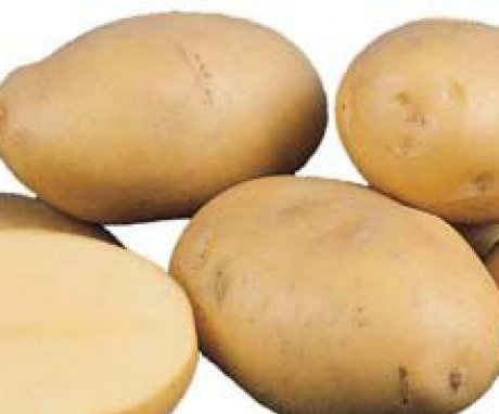 Potato variety "Agria"