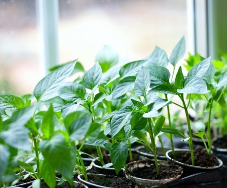 Pros uzgoja sadnica na prozorskoj dasci