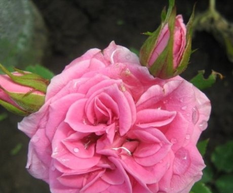A rózsa szaporításának egyik legfontosabb módja a vágás.