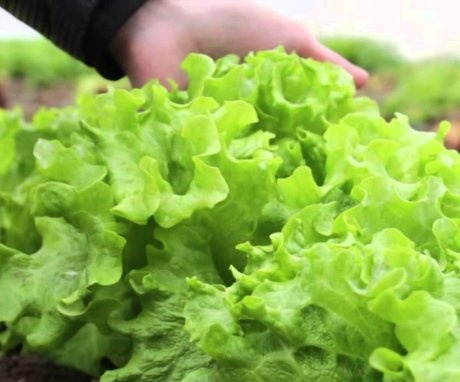 Salată verde în creștere