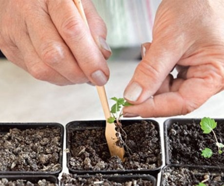 Uzgoj sadnica i presađivanje na otvoreno tlo