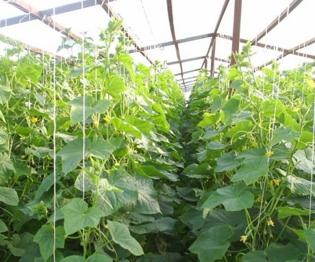 Výsadba a péče o okurky ve skleníku