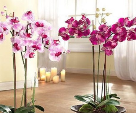 Phalaenopsis growing conditions