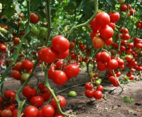 Caracteristicile cultivării roșiilor