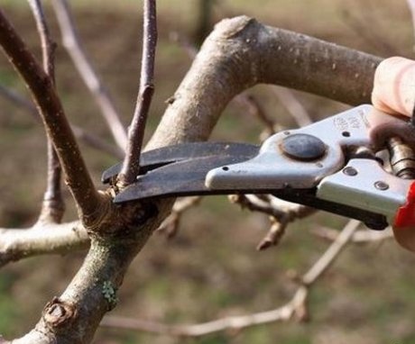 Correct pruning is the key to a good harvest