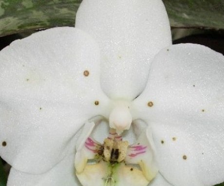 The most common orchid diseases
