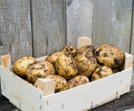 Why you can't save potatoes in winter