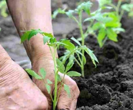 شروط وقواعد زرع النباتات في أرض مفتوحة