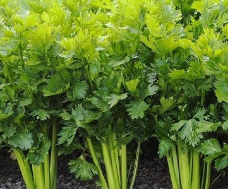 Kako uzgajati celer