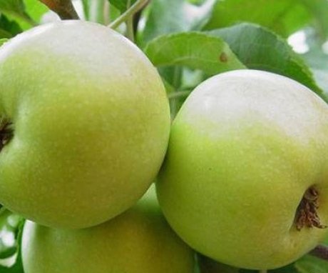 A zöld alma törpe fajtái