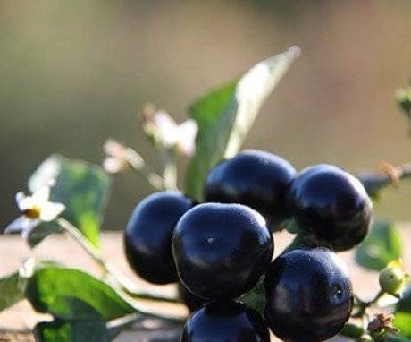 A Sunberry bogyók hasznos tulajdonságai és ellenjavallatok