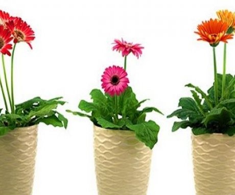 How to transplant and propagate gerberas