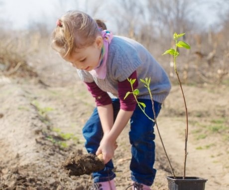 Rules for planting seedlings