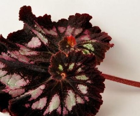 Reproduction of begonias