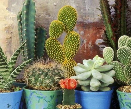 A kaktuszok legjobb termesztési fajtái