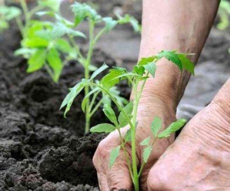 A palánták talajba ültetésének szabályai