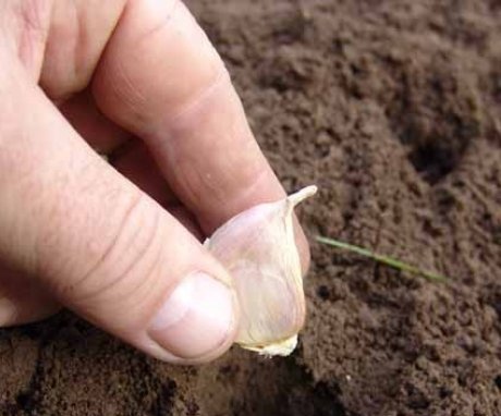 Plantarea usturoiului