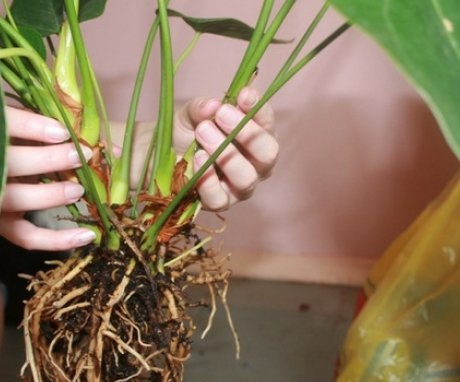 What to do in case of diseases of the root system