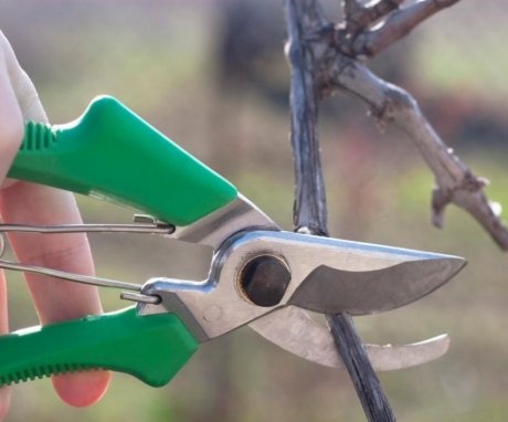 The scheme for pruning grapes in the third, fourth and fifth year of the life of the bush