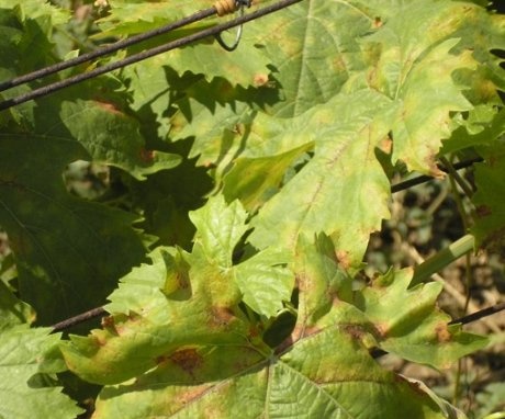 Diseases of grapes, their signs and struggle