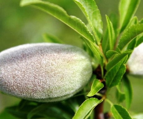 Types of almonds, description of the best varieties