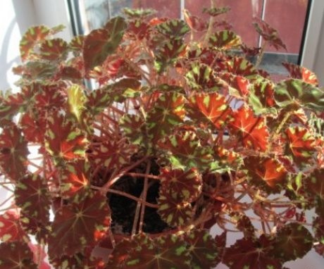 How to care for begonia bauer