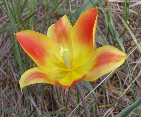 growth cycle of tulip shrenk and flowering conditions