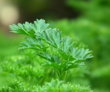 The best varieties of parsley for the garden