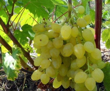 Finomítások gondozás ha szőlő