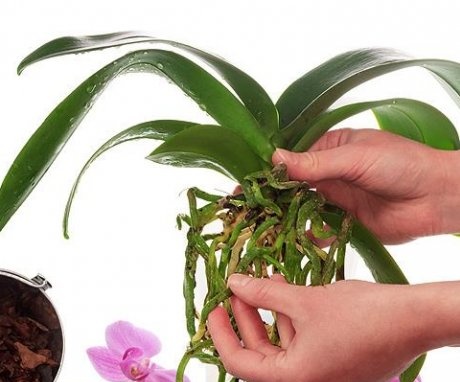 Jak vyléčit orchidej?