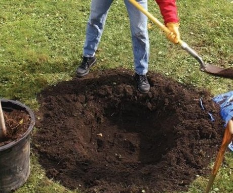 Preparation of soil, plot and seedling