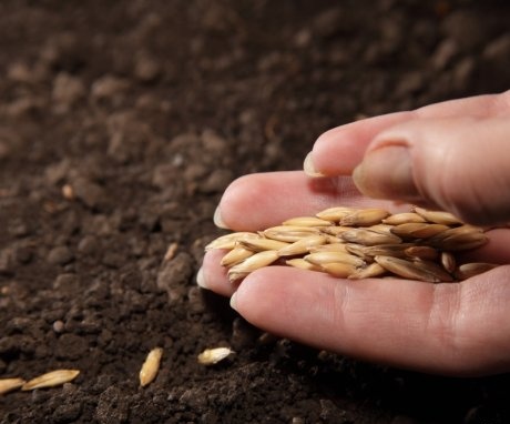 Terms and rules for planting seeds