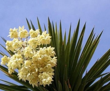 Yucca pests and diseases
