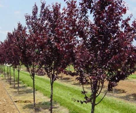 Growing red-leaved plum