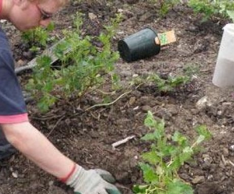 Planting a bushless gooseberry