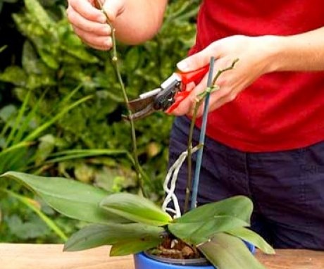 Transplantace orchideje