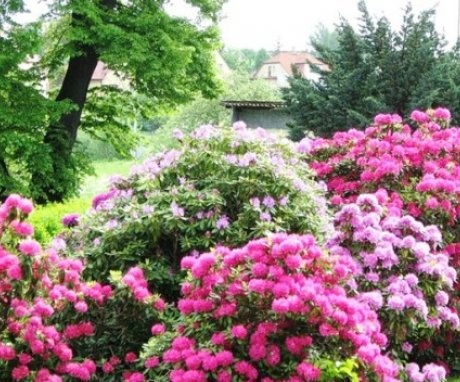 How to choose a flowering shrub for your backyard